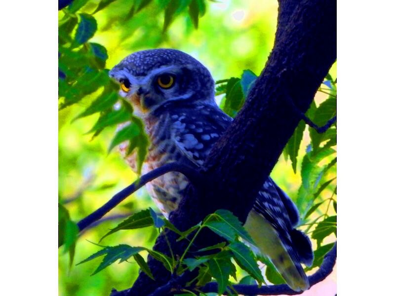 Spotted Owlet - ML21185951