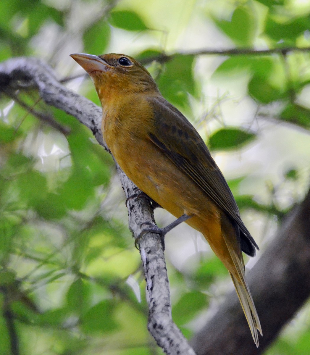 Summer Tanager - ML21185961