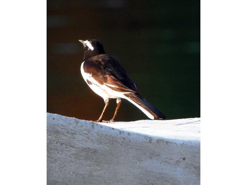 White-browed Wagtail - ML21185991