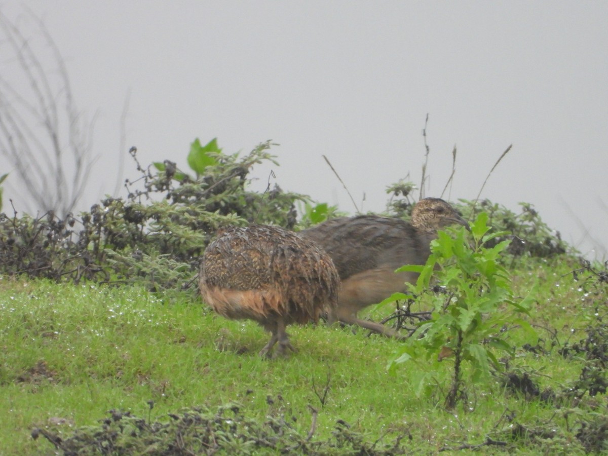 Andean Tinamou - ML211860931