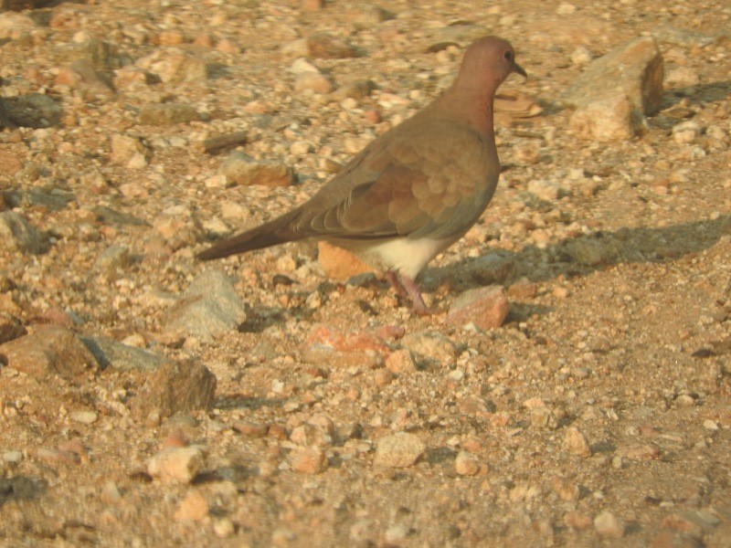 Tórtola Senegalesa - ML21186131