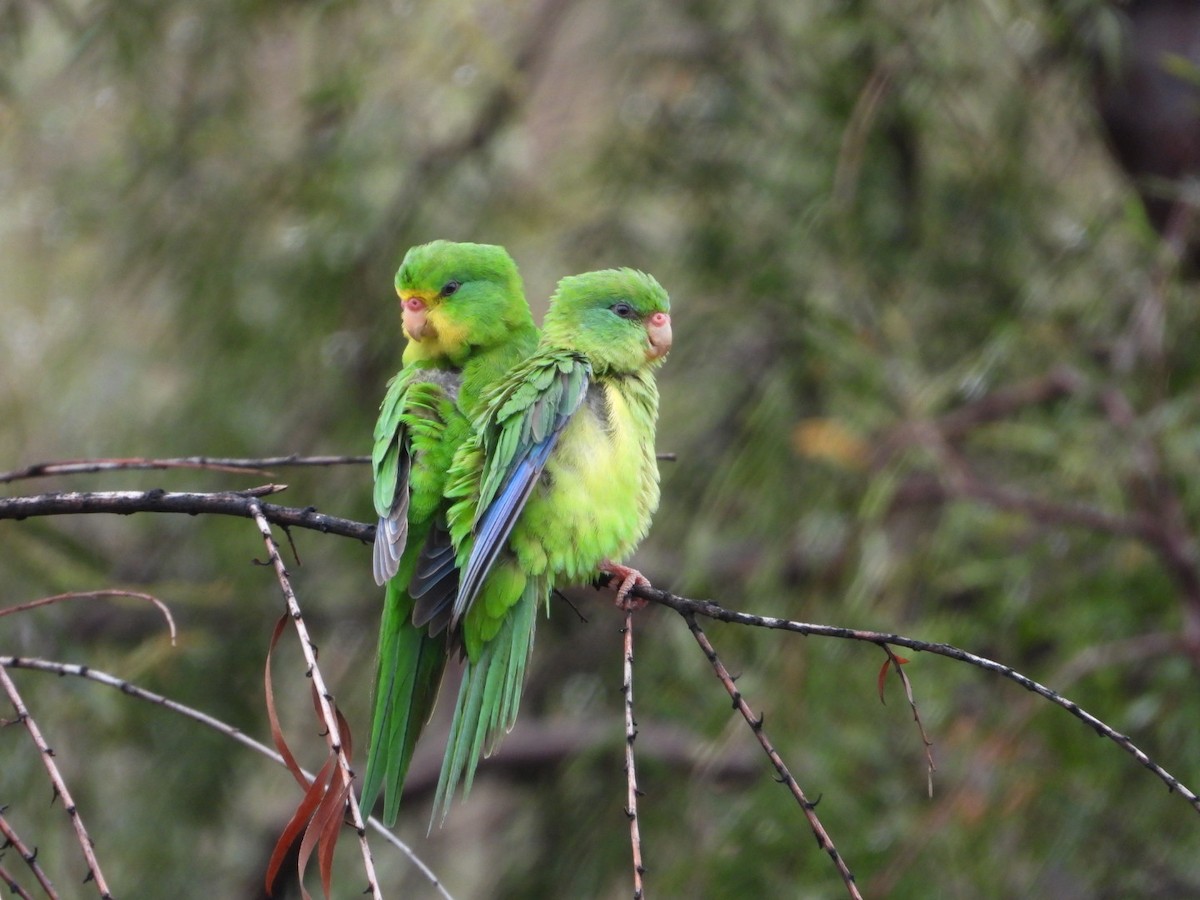 Mountain Parakeet - ML211861431