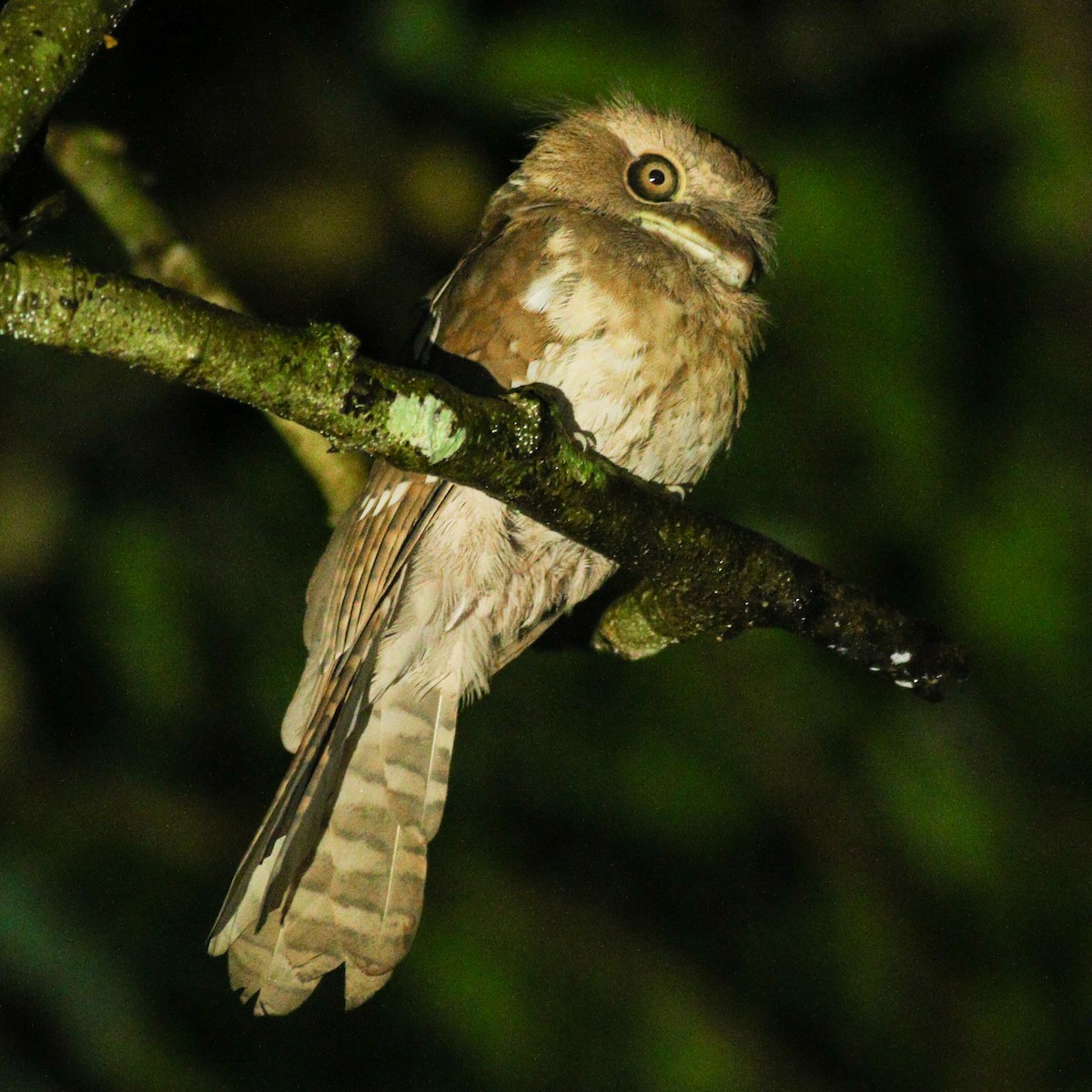 Gould's Frogmouth - Wilbur Goh