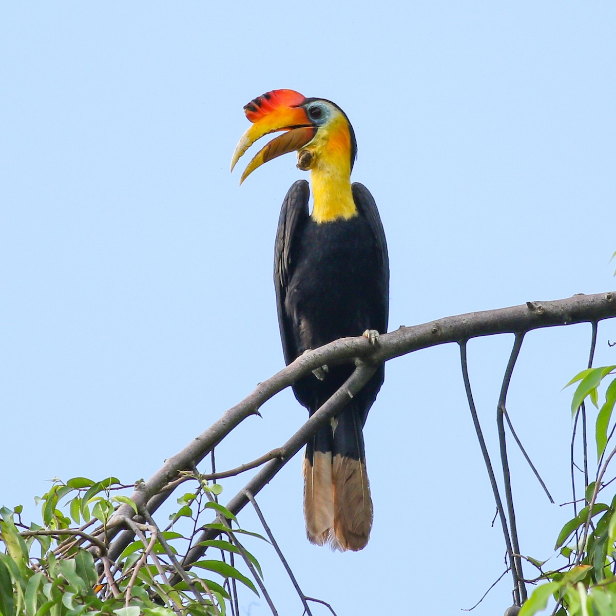 Wrinkled Hornbill - Wilbur Goh
