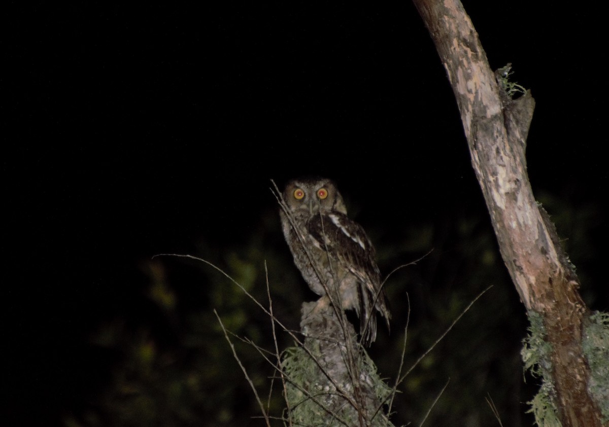 Long-tufted Screech-Owl - Andrés De Muro