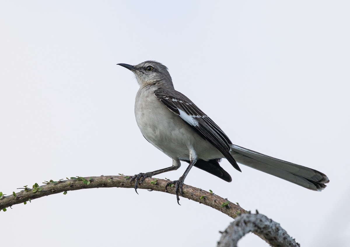 Northern Mockingbird - Suzanne Labbé