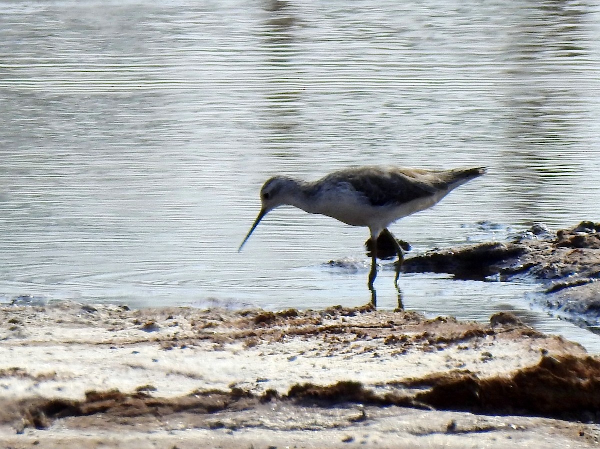 Бүрдний хөгчүү - ML211864731