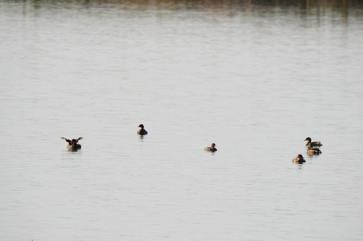 Хурган шунгуур - ML211864771