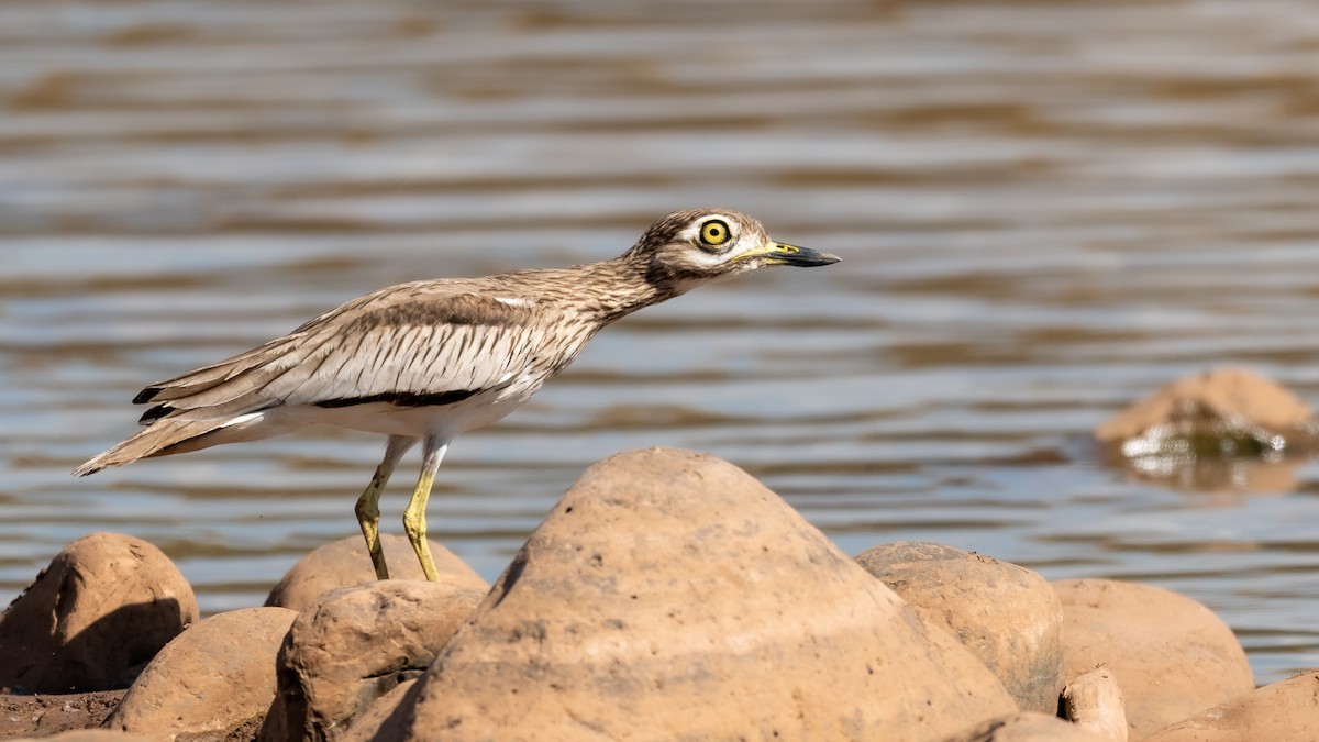 Senegal Thick-knee - ML211864931