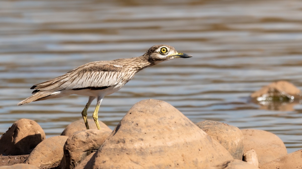 Senegal Thick-knee - ML211864941