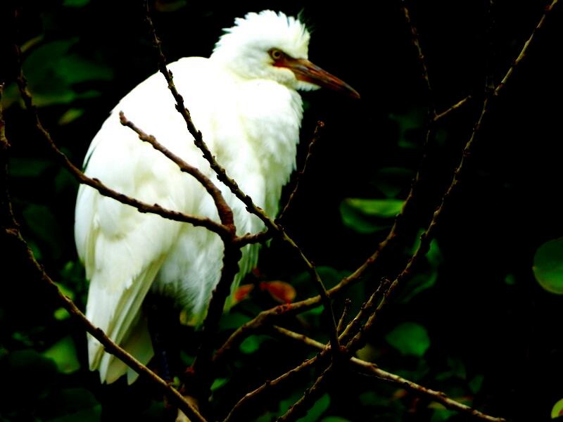 Eastern Cattle Egret - ML21186541