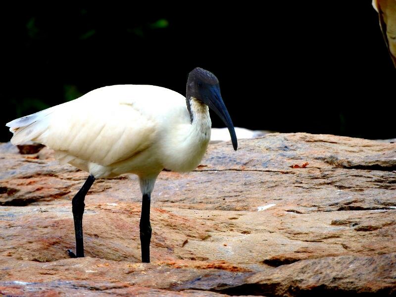 ibis černohlavý - ML21186551