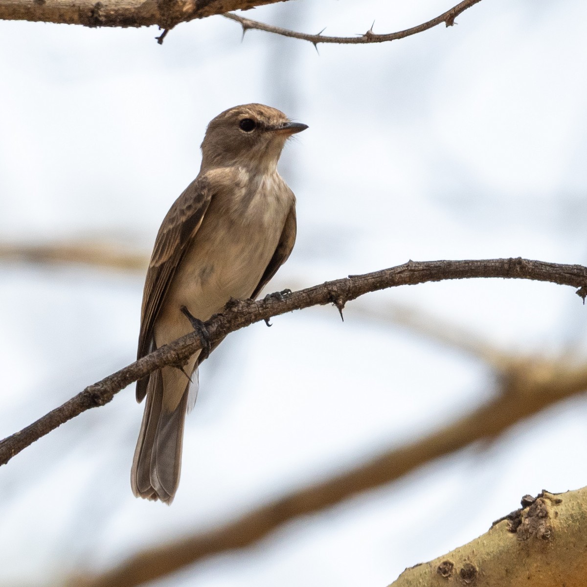 Gambaga Flycatcher - Jean-Louis  Carlo