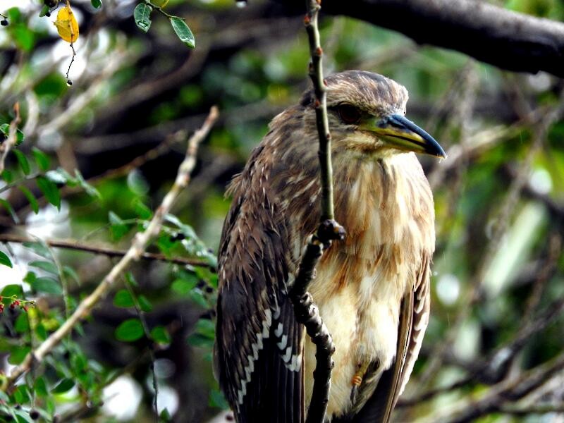 Indian Pond-Heron - ML21186611