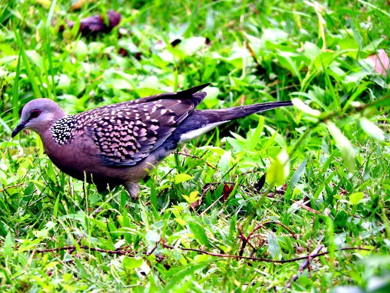 Spotted Dove - ML21186621