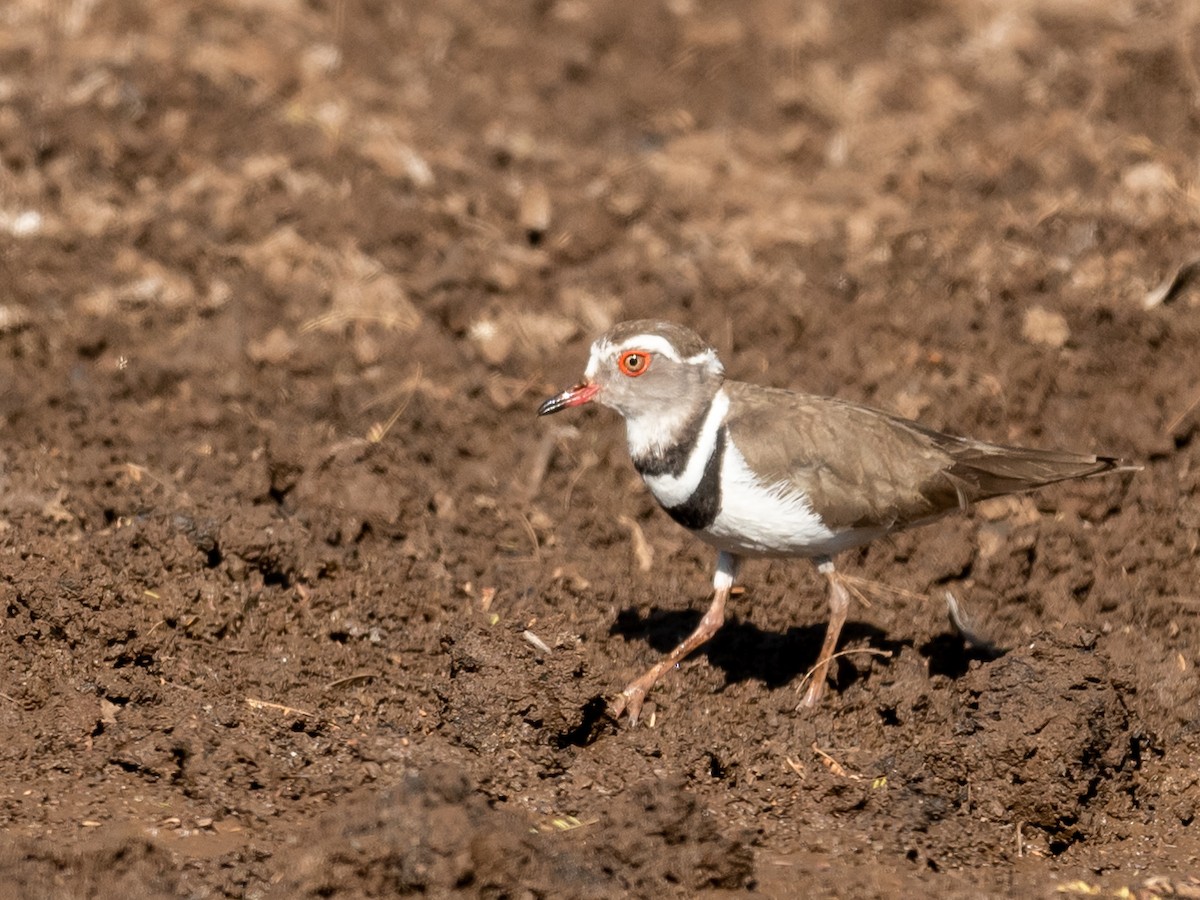 Three-banded Plover - ML211866451