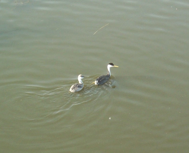 Western Grebe - ML211868511