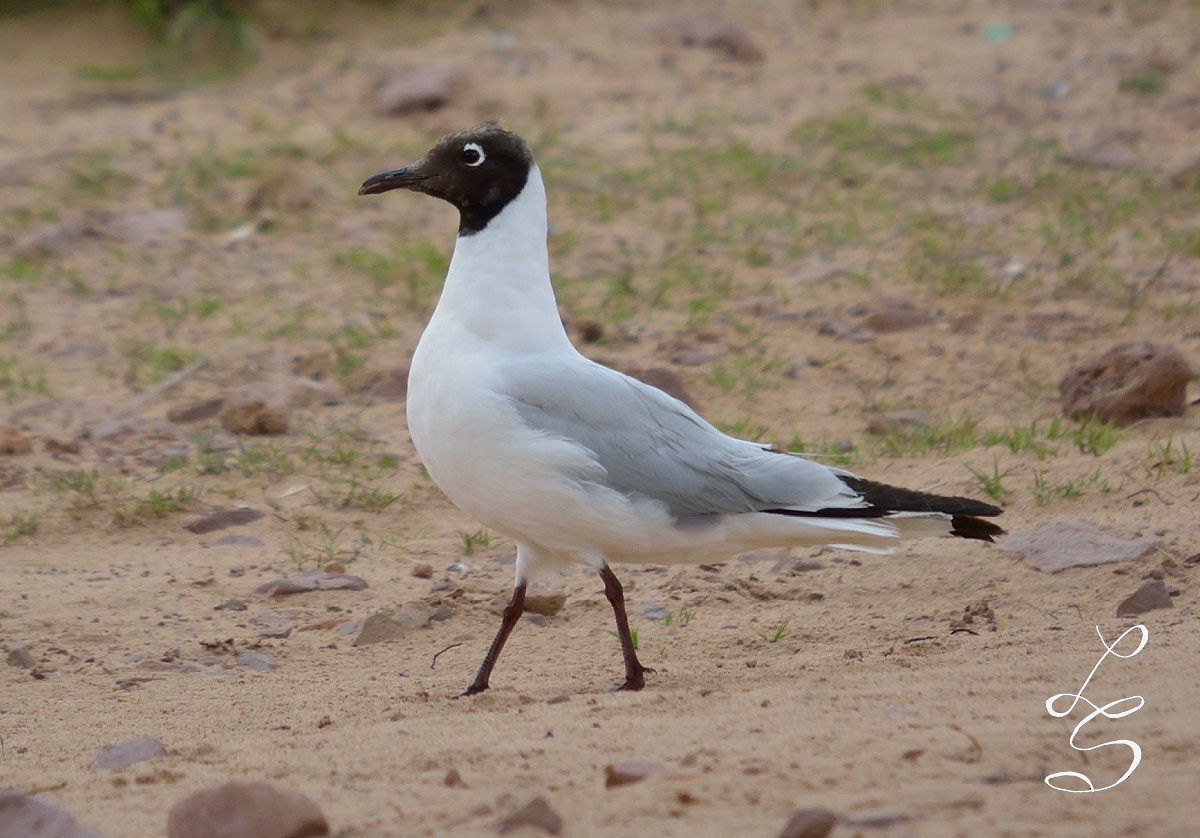 Andean Gull - ML211870161