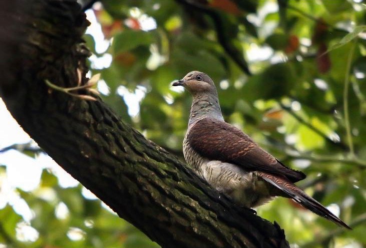 tigergjøkdue - ML211870191