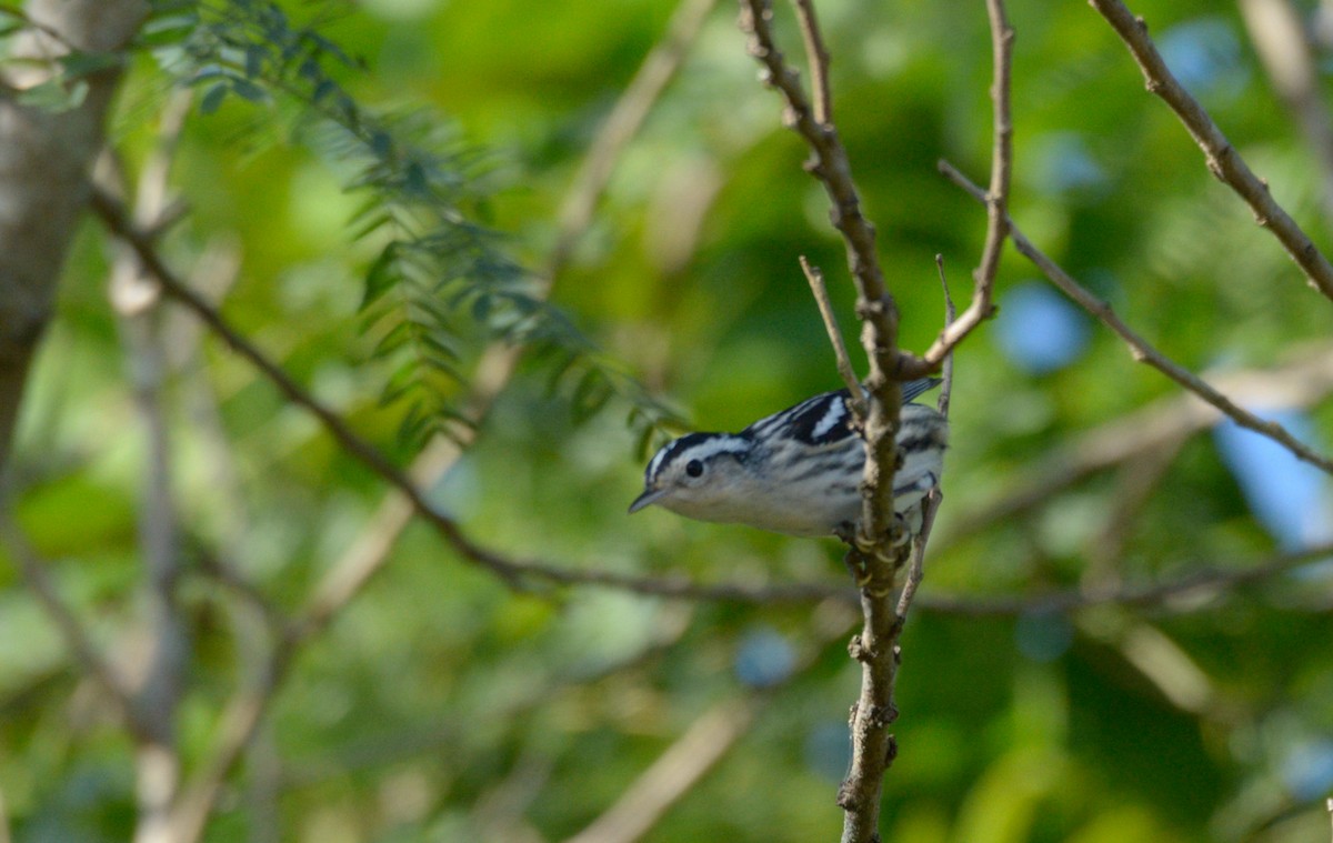 Black-and-white Warbler - ML211870891
