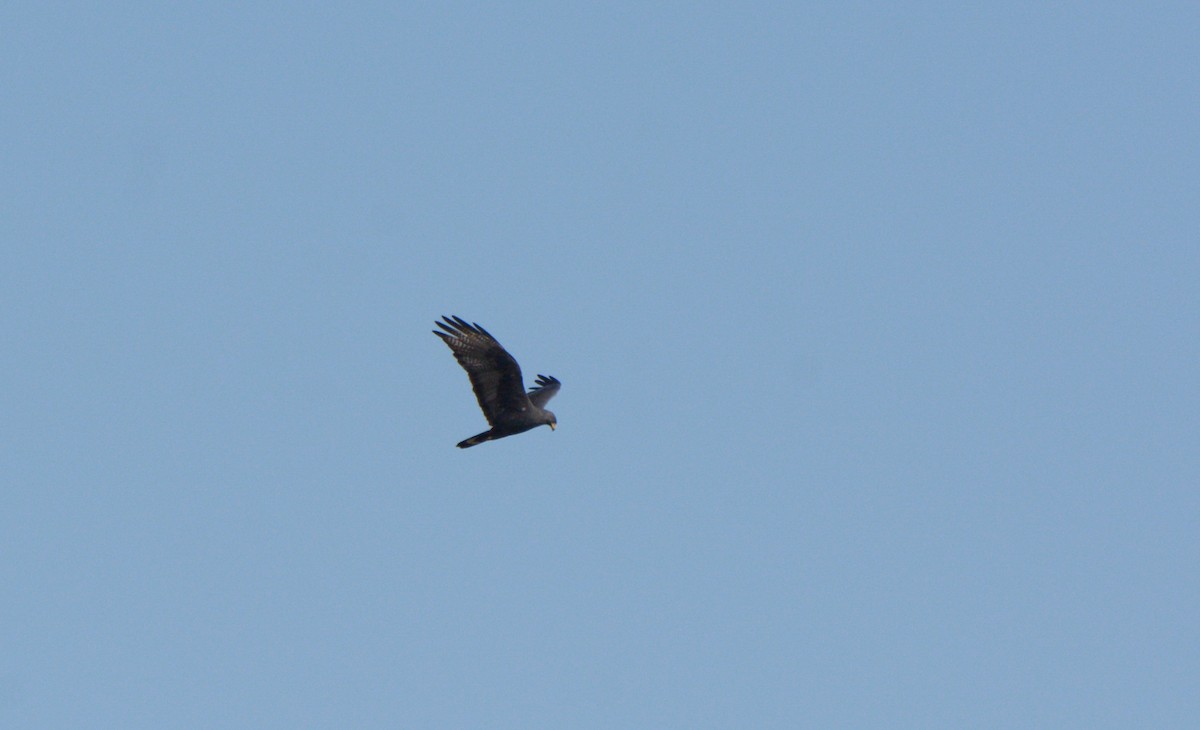 Zone-tailed Hawk - ML211871151