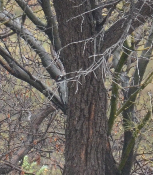 Acorn Woodpecker - ML211871181