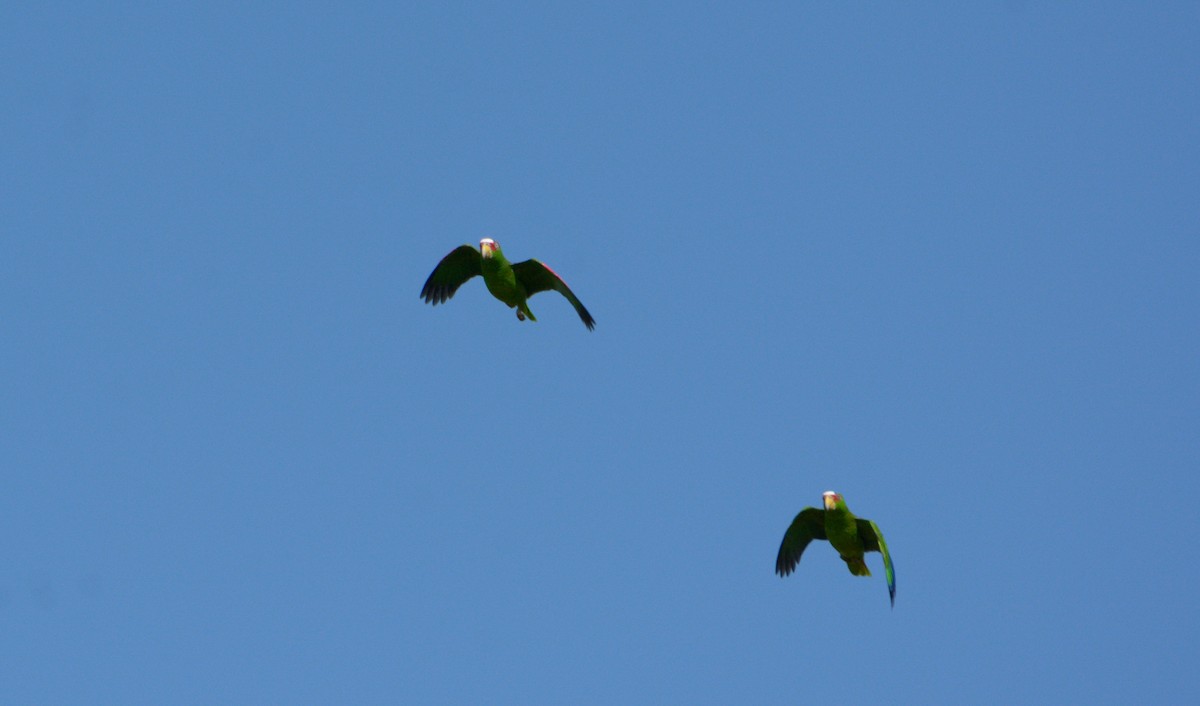 White-fronted Parrot - ML211871301