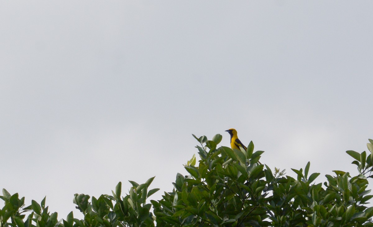 Yellow-tailed Oriole - ML211871651