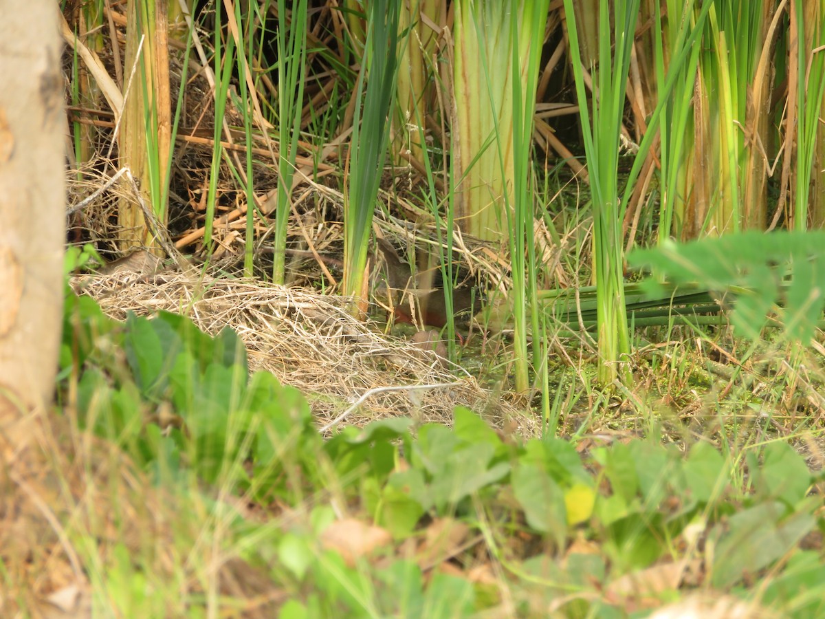 Ruddy-breasted Crake - Michael  Autin