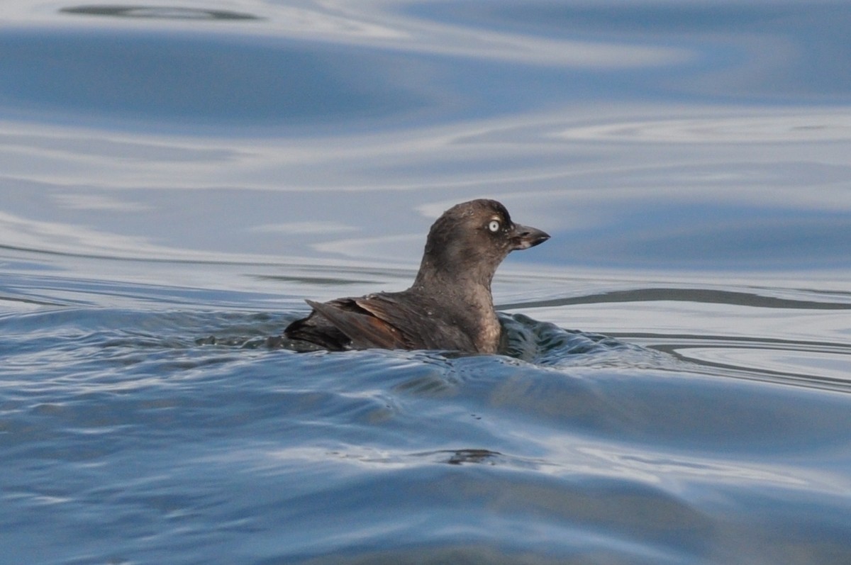 Cassin's Auklet - Carey Bergman