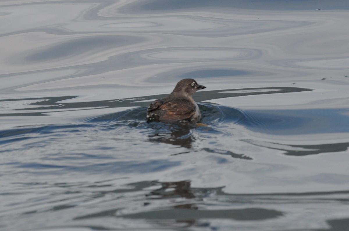 Cassin's Auklet - Carey Bergman