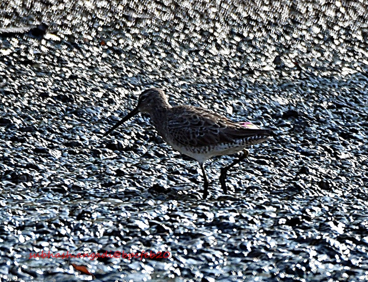 shorebird sp. - ML211873571