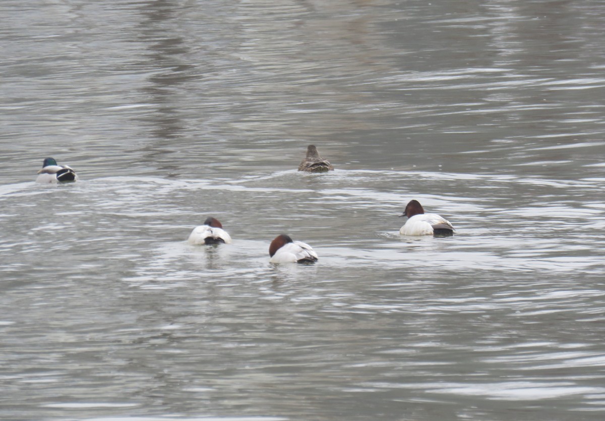 Canvasback - ML211874401