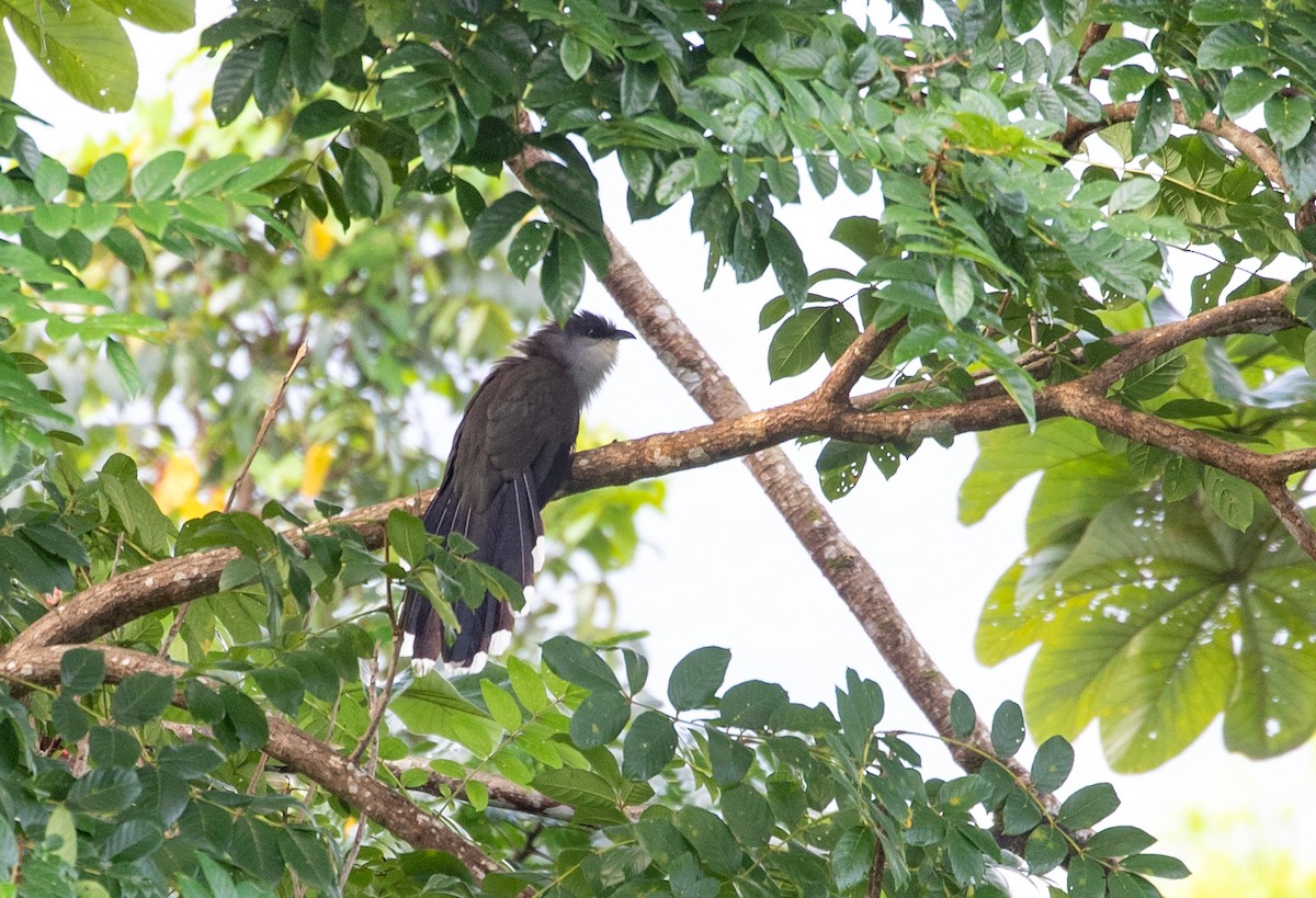 Chestnut-bellied Cuckoo - ML211875841