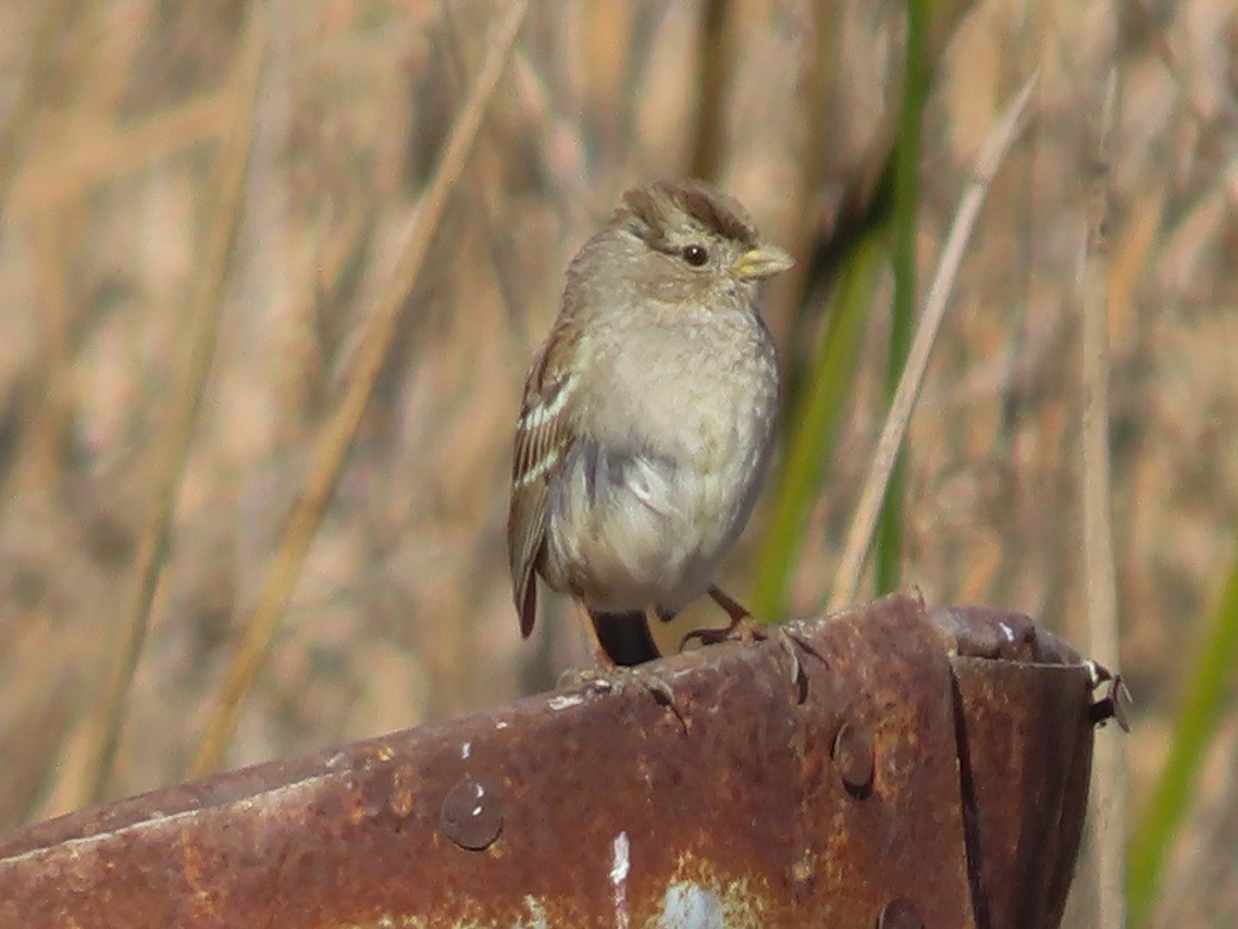 White-crowned Sparrow - ML211876091