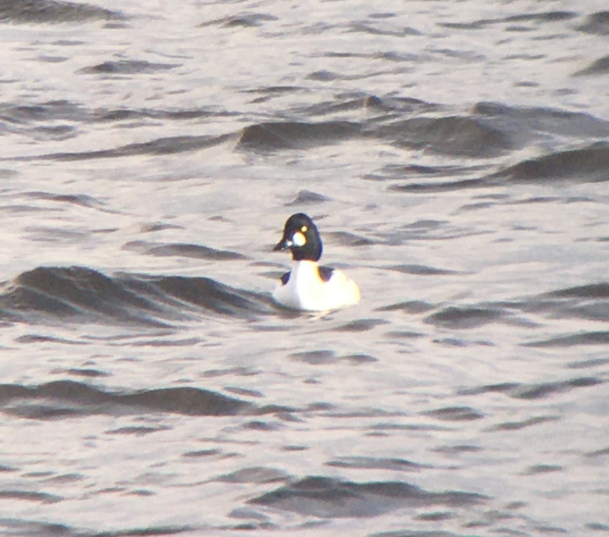 Common Goldeneye - ML211876211