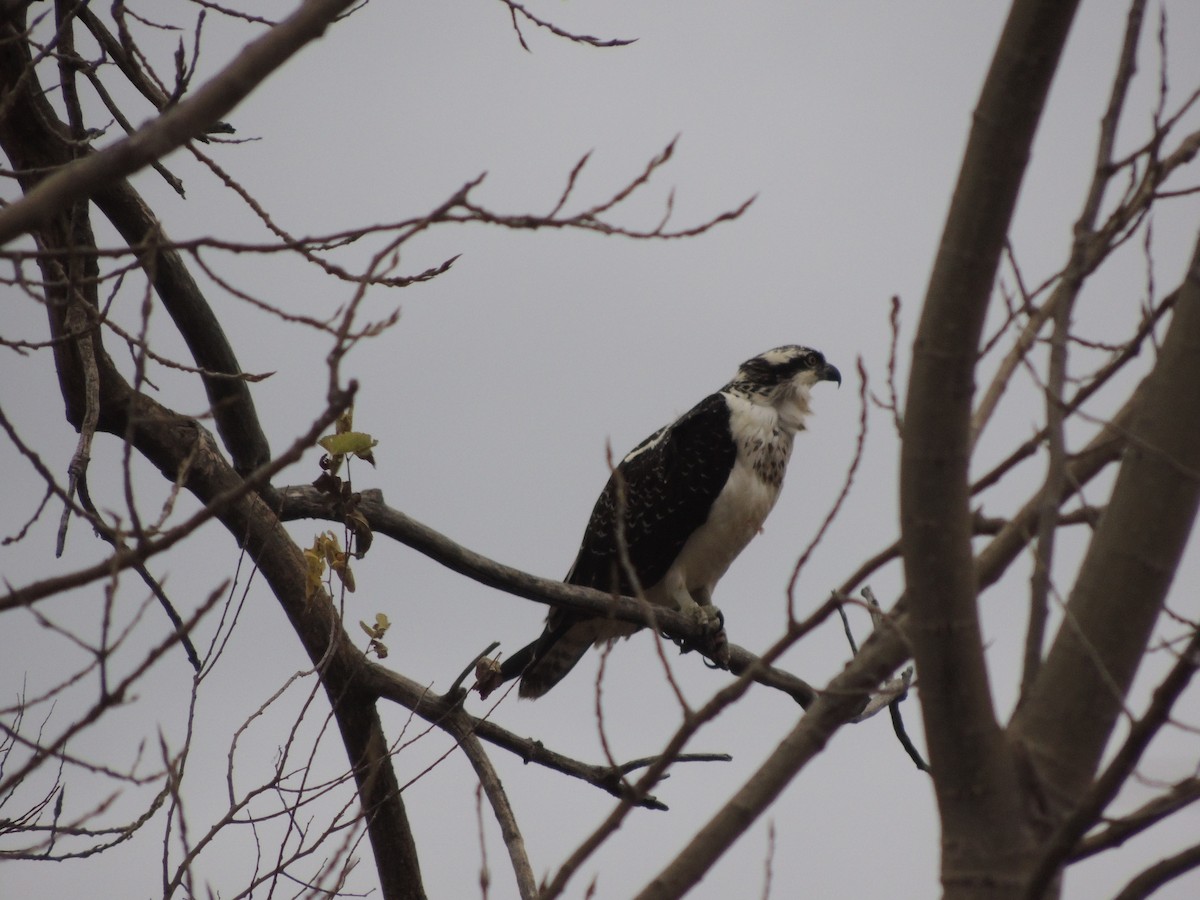 Osprey (carolinensis) - ML21187721