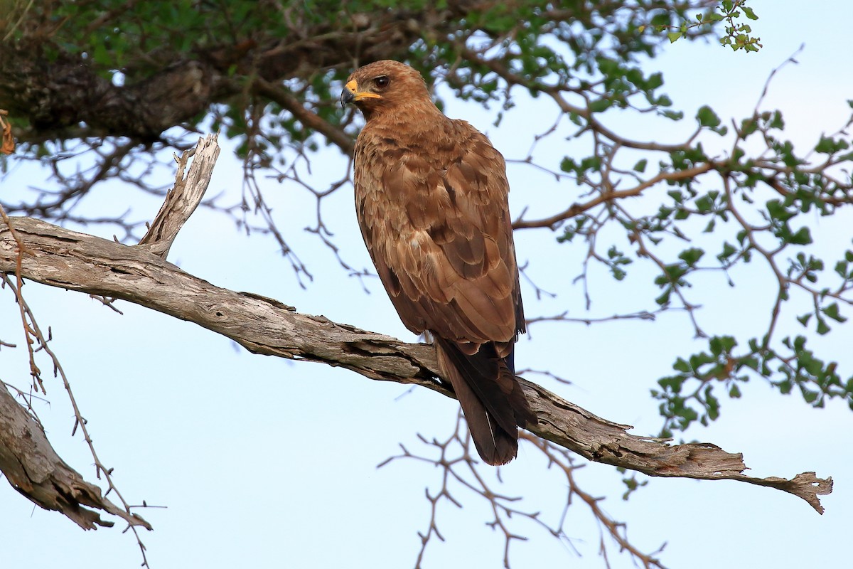 Wahlberg's Eagle - ML211877411