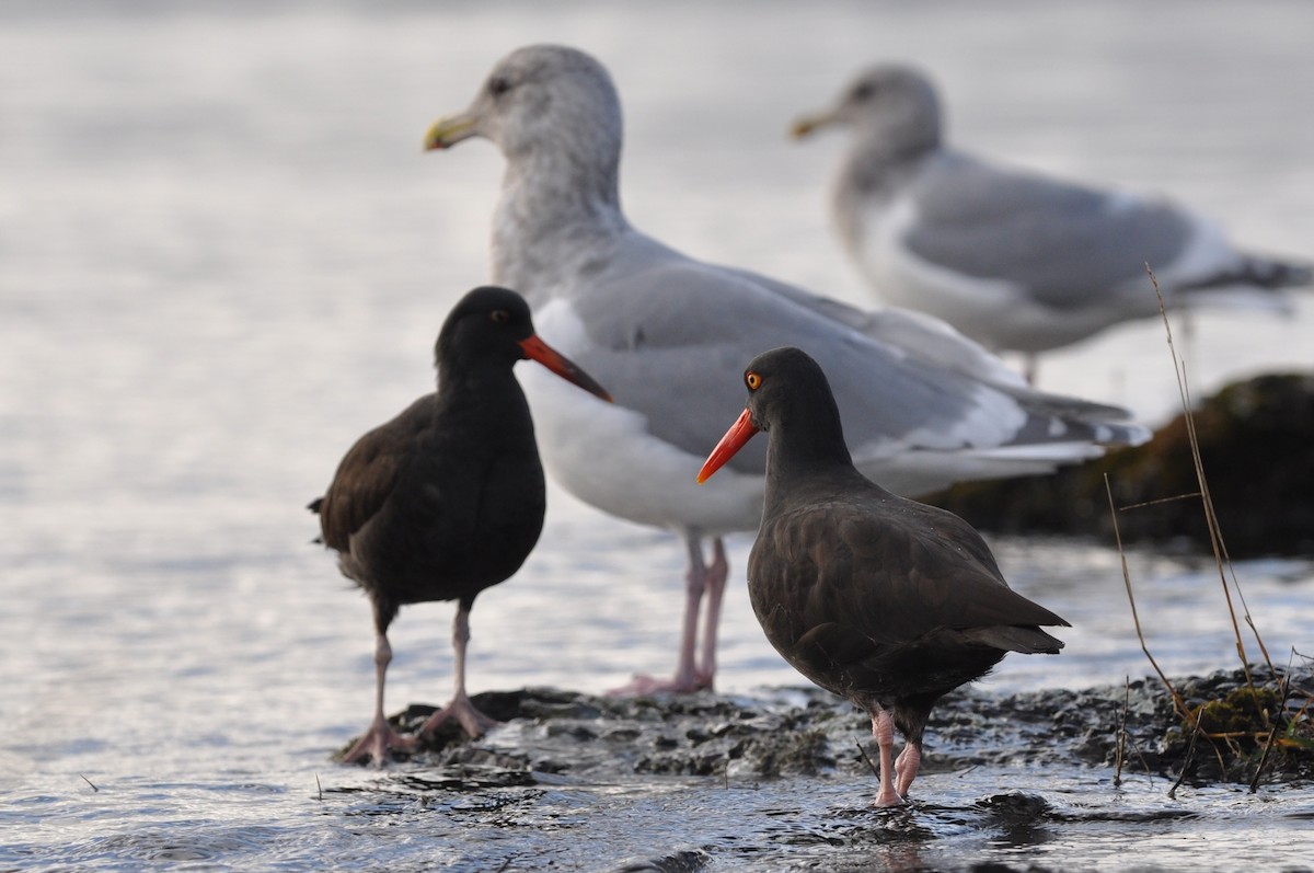 Black Oystercatcher - Carey Bergman