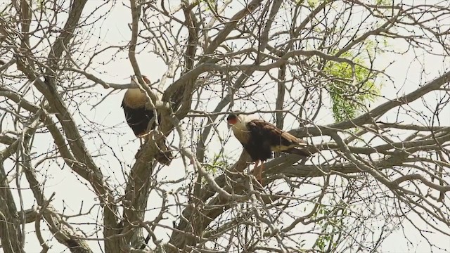 Crested Caracara (Northern) - ML211877821