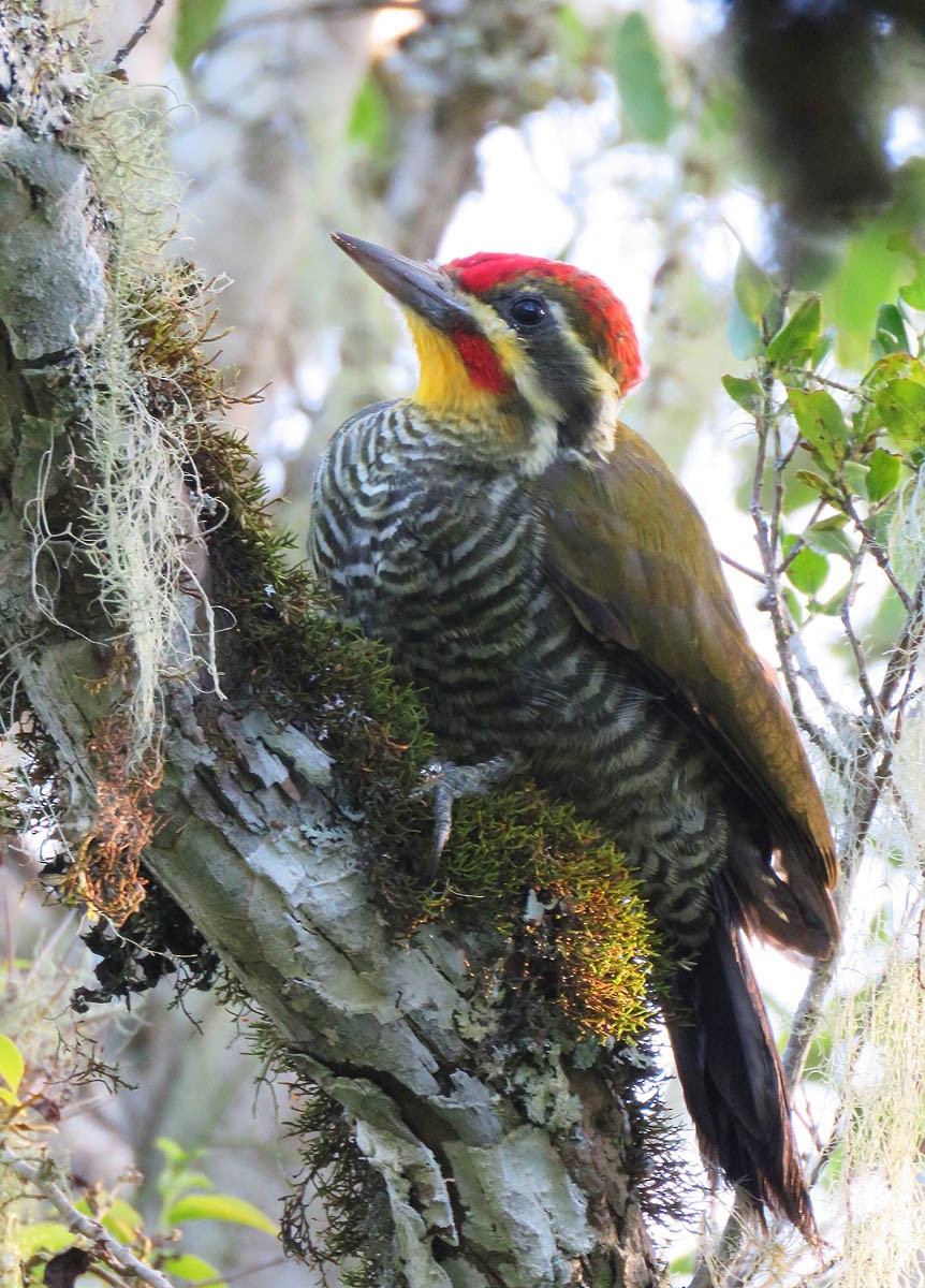 White-browed Woodpecker - ML211877971