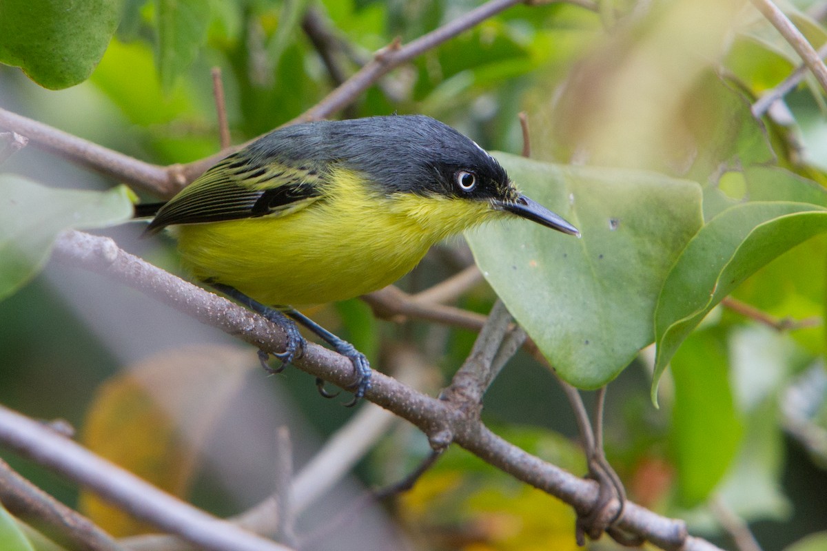 Common Tody-Flycatcher - ML211879011