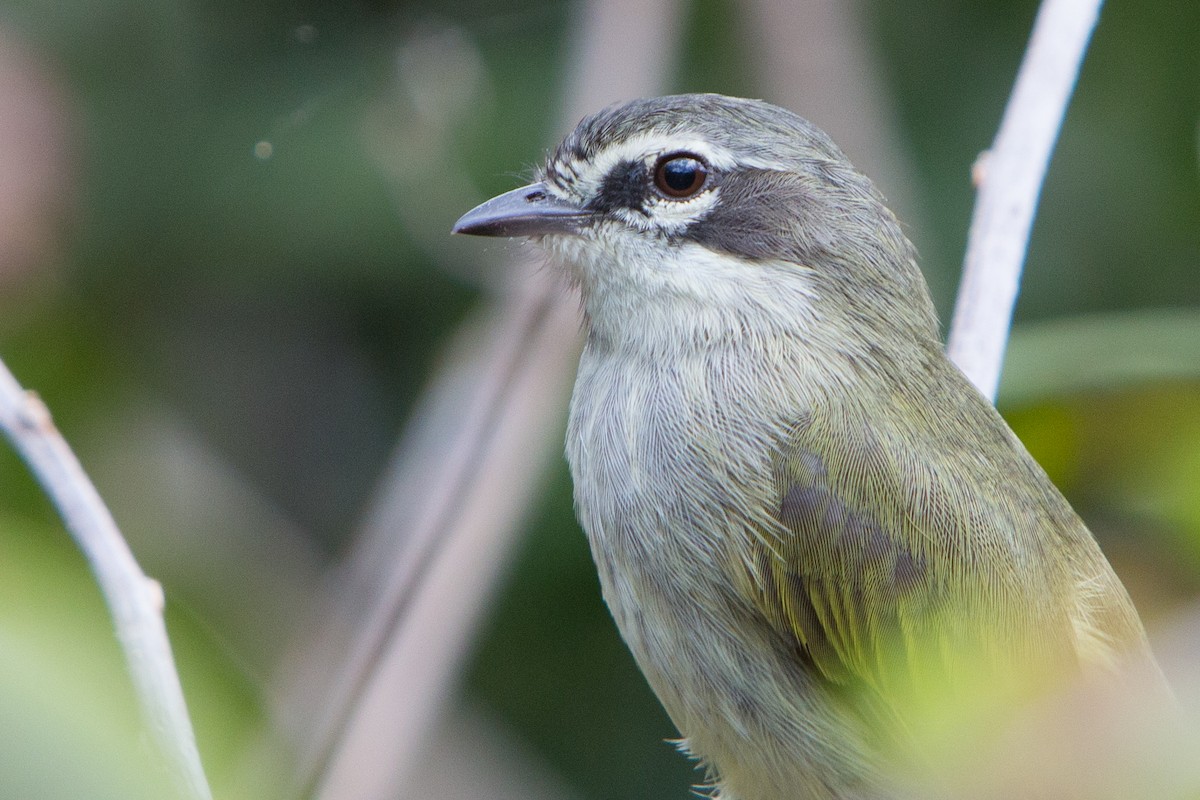 Venezuelan Tyrannulet - ML211879021