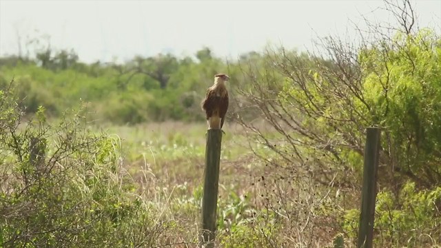 Crested Caracara (Northern) - ML211879151