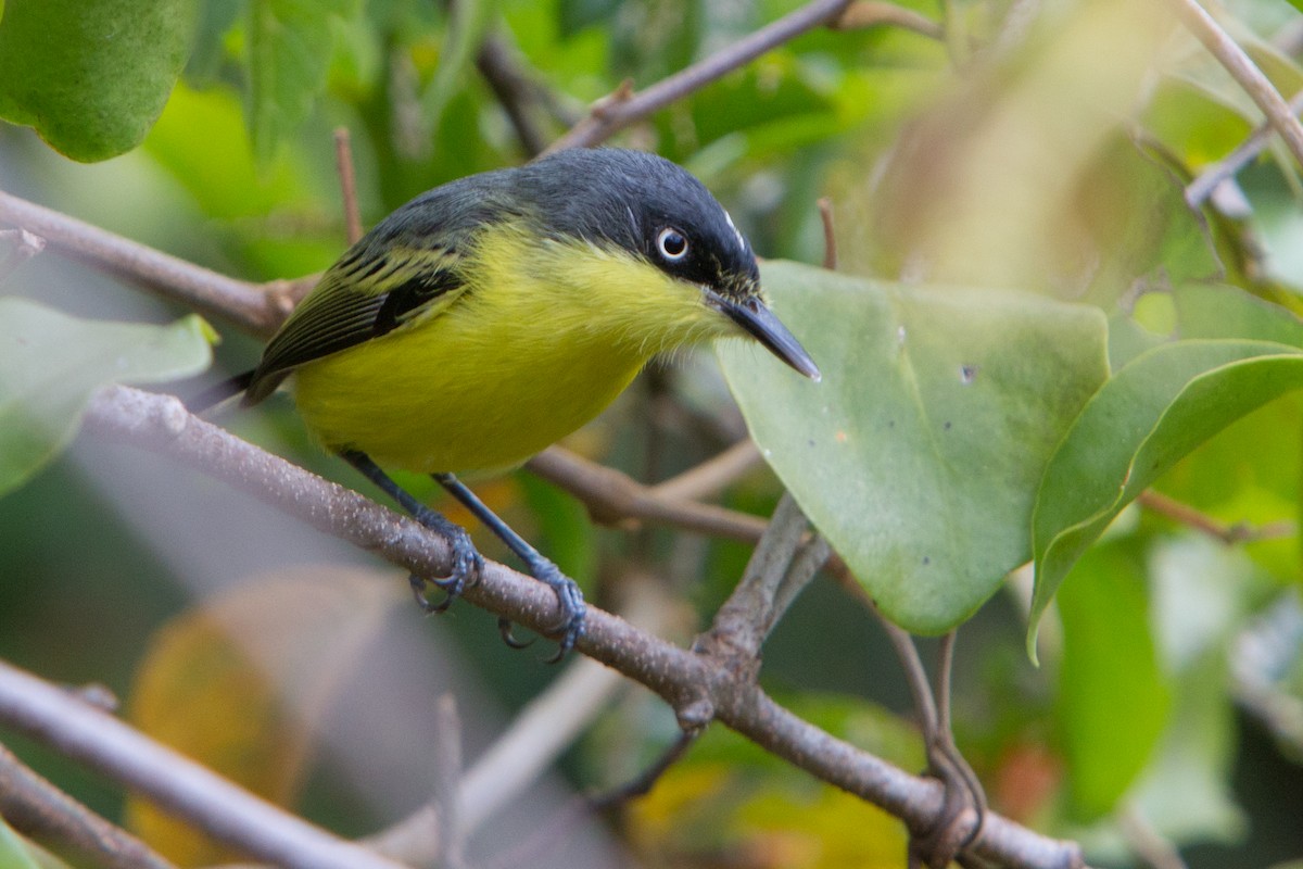 Common Tody-Flycatcher - ML211879191