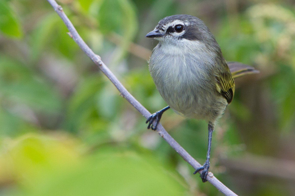 Venezuelan Tyrannulet - ML211879501