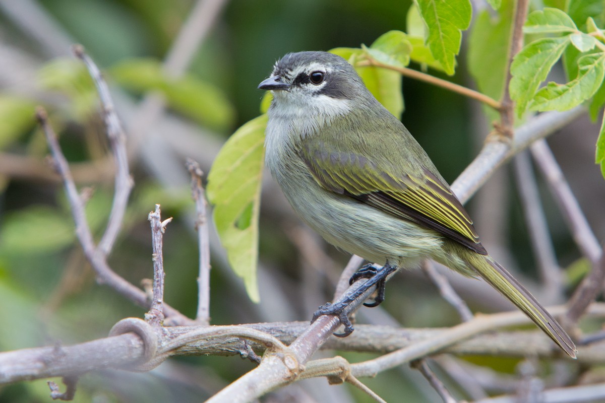 Venezuelan Tyrannulet - ML211879721