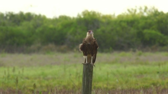 Crested Caracara (Northern) - ML211880101