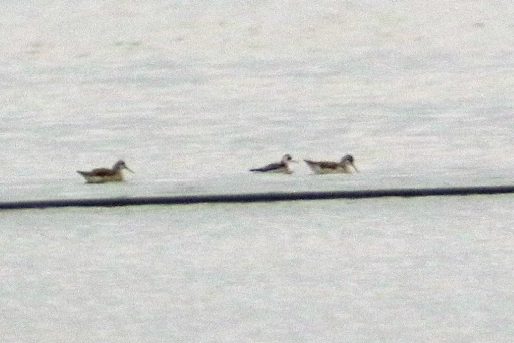 Red-necked Phalarope - ML21188241