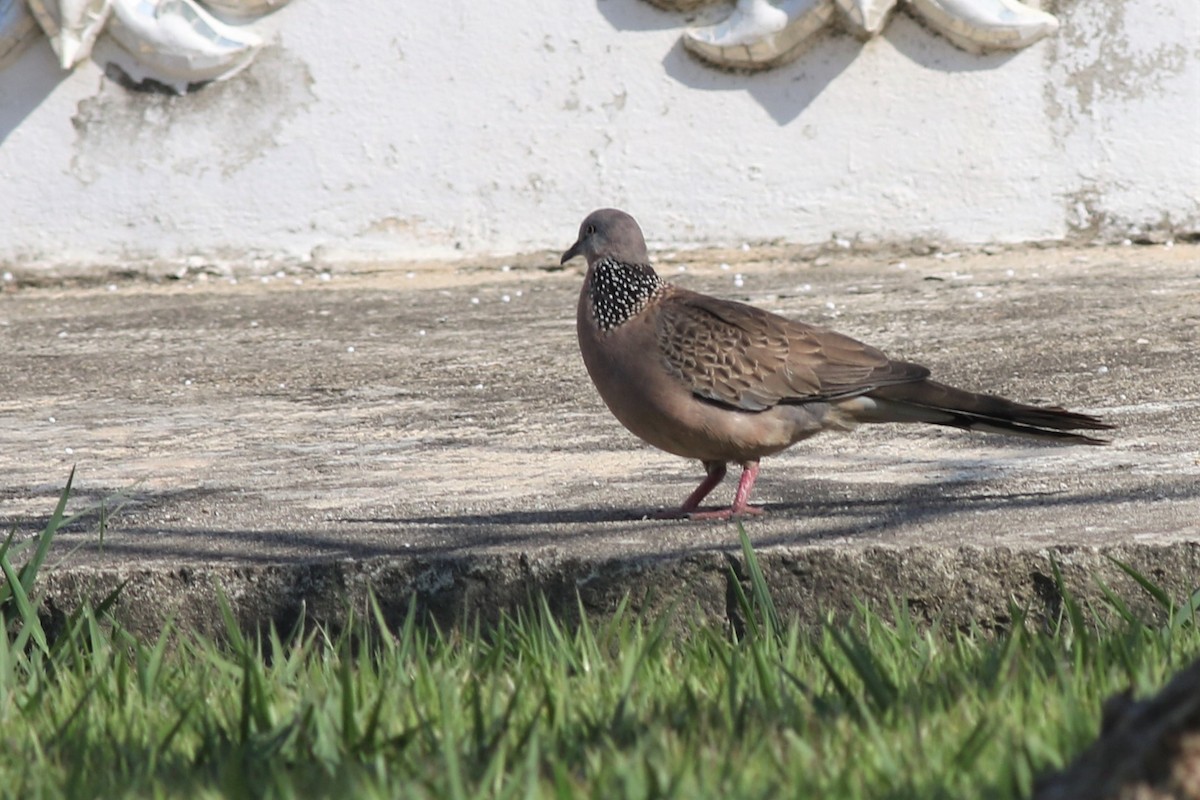 Spotted Dove - ML211883771